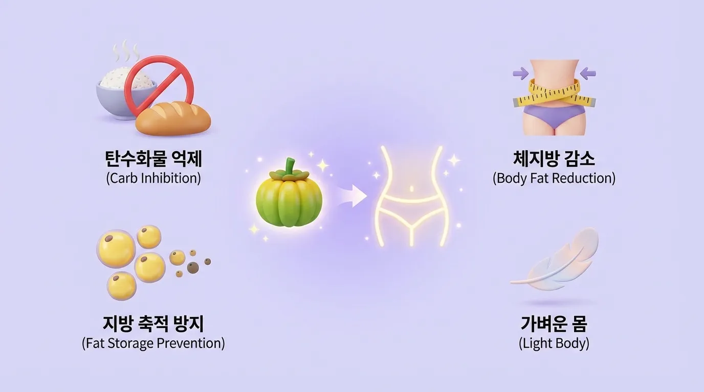 가르시니아 인포그래픽